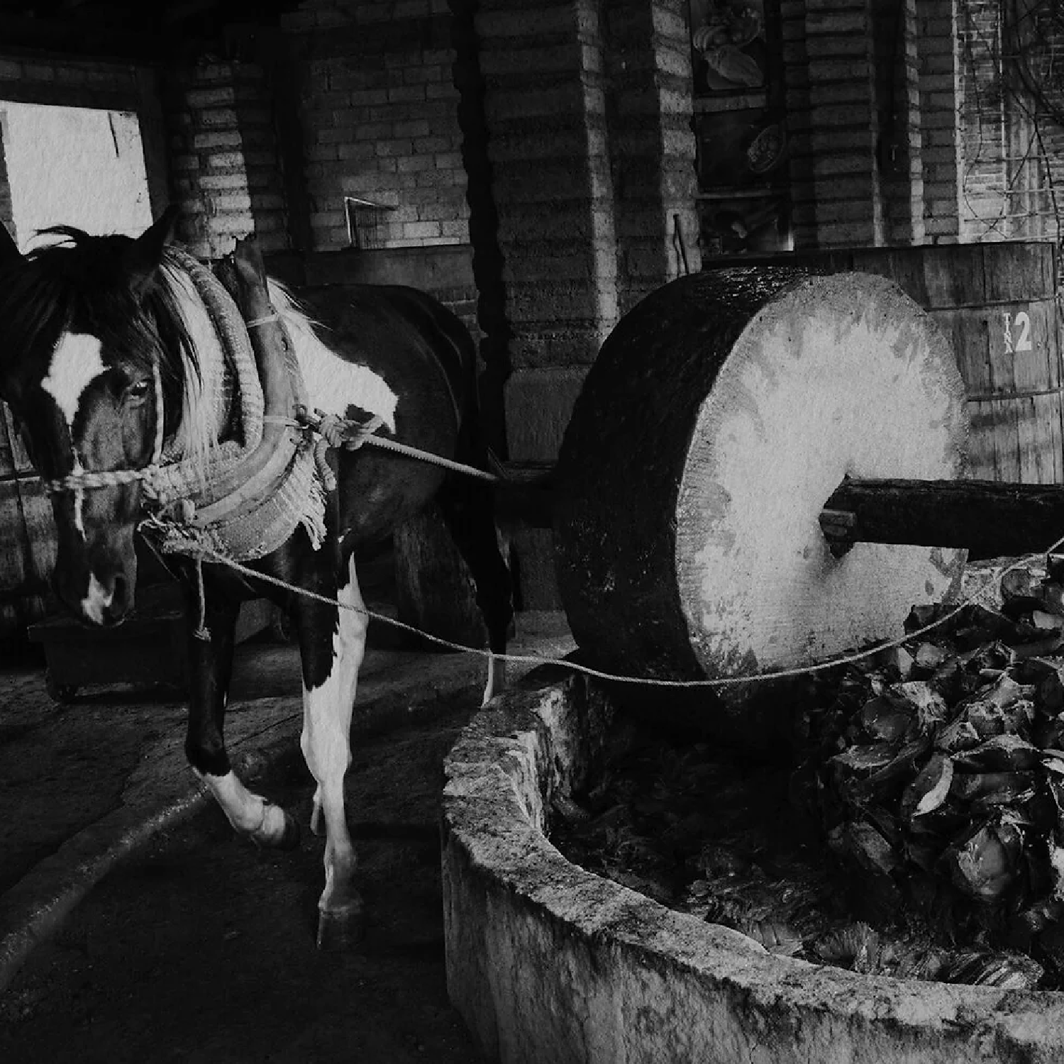 Tequila vs. Mezcal